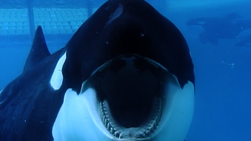 Blackfish Dogwoof Documentary (10)